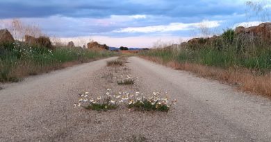 Flores en la carretera