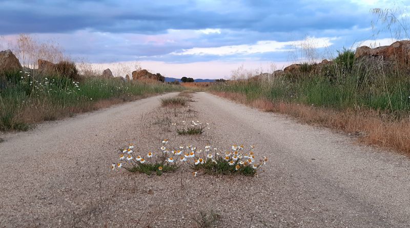 Flores en la carretera