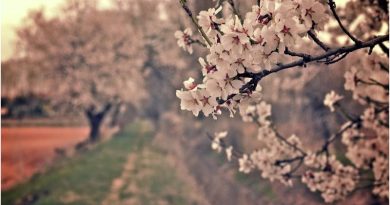 Almendro en flor