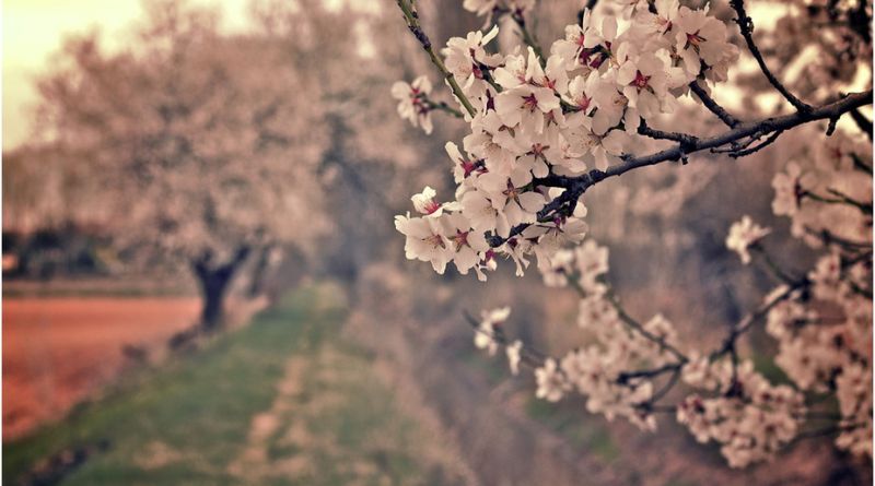 Almendro en flor
