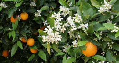 Naranjos en flor