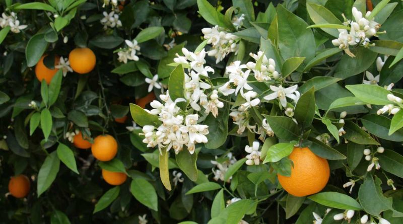 Naranjos en flor