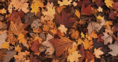 Hojas de otoño