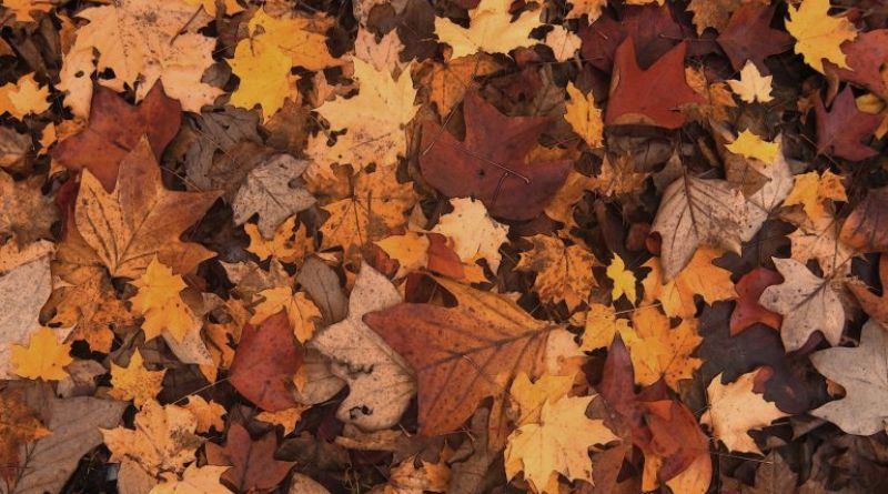 Hojas de otoño
